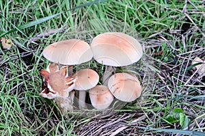 Five mushrooms equal and different photo