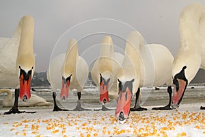 Five mute swans are feeding