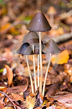 Five Mycena mushrooms in autumn colors