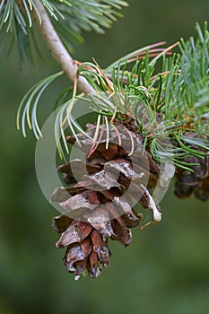 Japanese white pine Pinus parviflora var. pentaphylla, seed cone photo