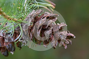 Japanese white pine Pinus parviflora var. pentaphylla, seed cone photo