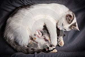 Five newborn kittens suck milk from his mother