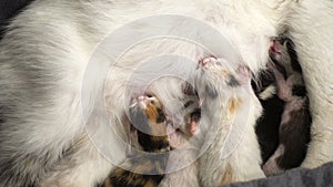 Five newborn kittens suck milk from his mother