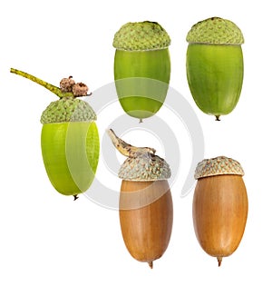 Five oak acorns isolated on white