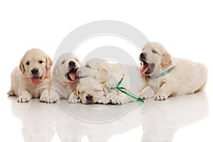 Five one month old puppies of golden retriever