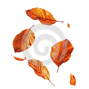 Five Orange Leaves Falling Against photo