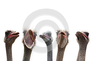 Five ostrich heads