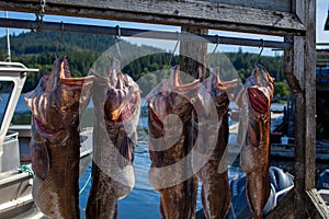 Five Pacific Lingcod hang on a fishing warf in the small town