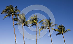 Five Palm Trees