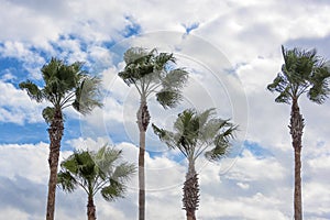 Five Palm Trees