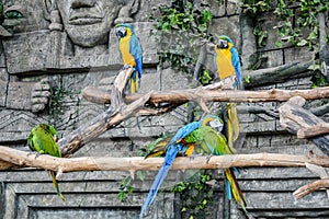 Five parrots on a branch look after each other photo
