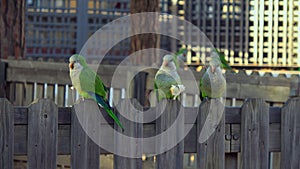 Five parrots Monk Parakeets Myiopsitta monachus eating bread