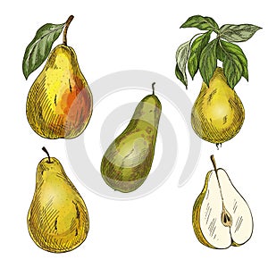 Five pears, design elements. Conference, yellow and forelle pears.