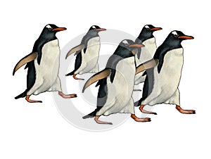 Five Penguins Hurrying in Same Direction photo