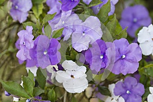 Five petal flowers of nightshade plant