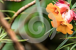 Five petal orange flowers photo