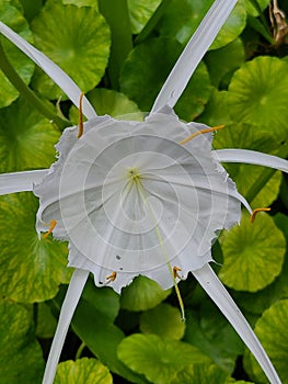 Five petal white flower just opening to the sun