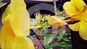 The five-petal yellow flower photo
