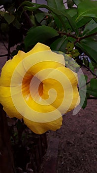 The five-petal yellow flower photo
