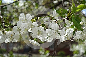 Five petaled cherry flowers pendent on peduncles