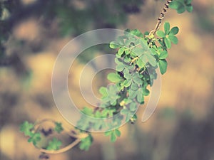 Five petaled flower-like leaves