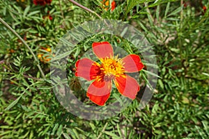 Five-petaled red flower of Tagetes patula in July