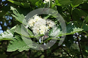Five-petaled white flowers of Sorbus aria in mid May