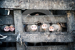 Five pigs behind the wooden fence