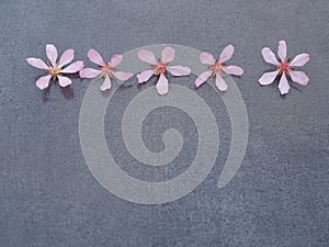 Five pink flowers on a gray background close-up