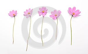 Five pink flowers isolated on white background