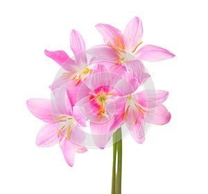 Five pink lilies isolated on a white background. Rosy Rain lily