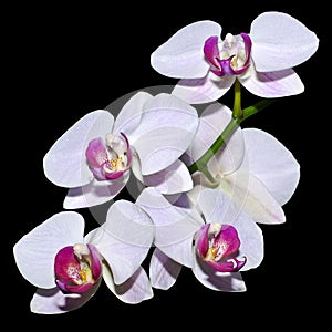 Five pink orchids on a branch