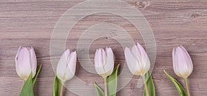 Five pink pastel spring love tulips parallel in row panorama