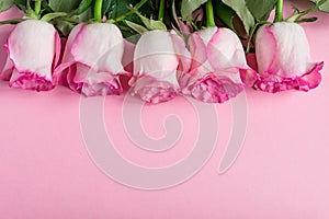 Five pink Roses on pink background. copy space - Valentines , 8 March, Mother, Women`s Day concept