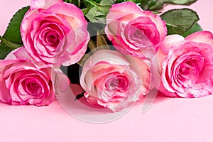 Five pink Roses on pink background. copy space - Valentines , 8 March, Mother, Women`s Day concept