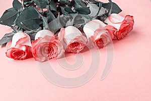 Five pink Roses on pink background. copy space - Valentines , 8 March, Mother, Women`s Day concept