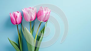 Five Pink Tulips Arranged Neatly Against a Soft Blue Background photo