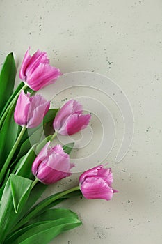 Five pink tulips on a light green background