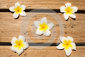 Five Plumerias on The Wooden Table - Samut Sakhon, Thailand