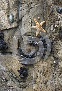 Five pointed sea star attached to rocks photo