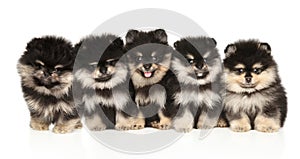 Five Pomeranian puppies sit together