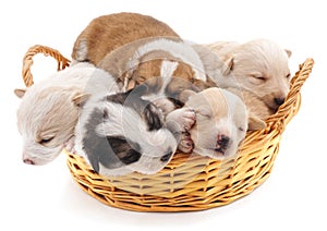 Five puppies in a basket.