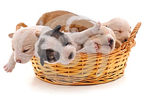 Five puppies in a basket