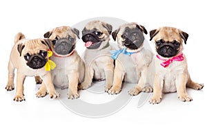 Five puppies of pug