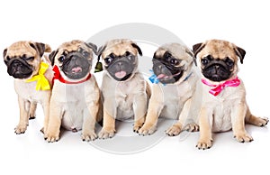 Five puppies of pug