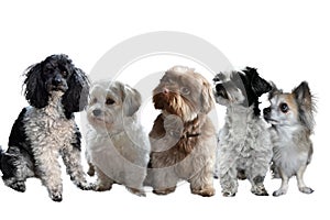 Five purebred small dogs next to each other