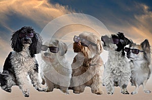 Five purebred small dogs with  sunglasses