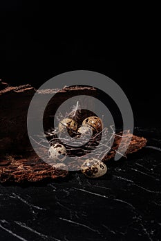 five quail eggs in a nest of branches