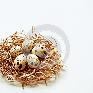 Five quail eggs in the nest on white background.