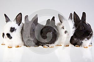 Five rabbit